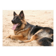 Stillstehende Schäferhund-Hundeeinladung