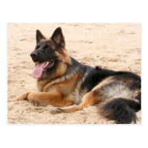 Stillstehende Schäferhund-Hundepostkarte