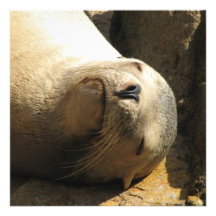 Stillstehende Seelöwe-Einladungen