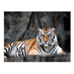 Stillstehende Tiger-Postkarte