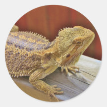 Stillstehender bärtiger Drache 2 Runde Aufkleber