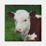 Stillstehender Kalb-Magnet Kühlschrankmagnete