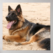 Stillstehender Schäferhund-Druck Posterdruck