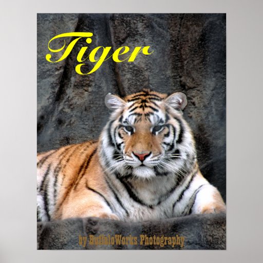 Stillstehendes Tiger-Plakat