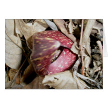 Stinktier-Kohl-Karte #2 (Symplocarpus foetidus (L.