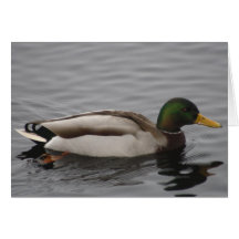 Stockente Drake Karte