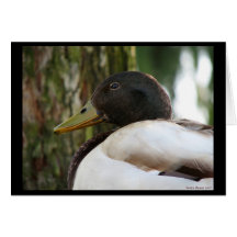 Stockenten-Ente Grußkarte