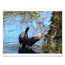 Stockenten-Illusionen # 1 Kunstfoto