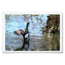 Stockenten-Illusionen # 3 Foto