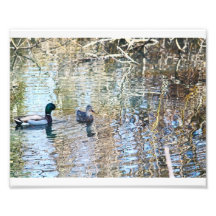 Stockenten-Illusionen # 4 Photodruck