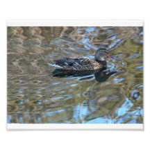 Stockenten-Illusionen # 5 Photographien