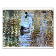 Stockenten-Illusionen # 6 Photo Drucke