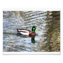Stockenten-Illusionen # 7 Fotografischer Druck