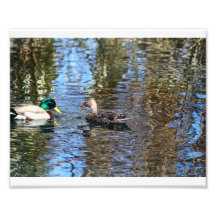 Stockenten-Paare # 2 Fotodruck