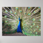 Stolzer Indien-Blau-Pfau Posterdruck
