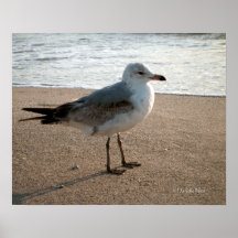 Strand-Seemöwe-Plakat