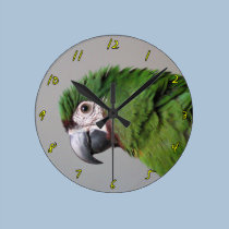 Strenge Macaw-Fotografie-Uhr wanduhren
