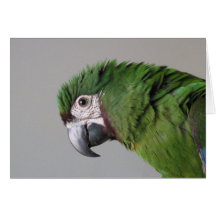 Strenge Macaw-Gruß-Karte