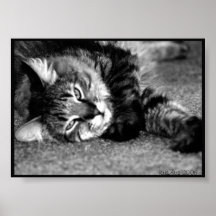Stretchy Miezekatze Posterdrucke