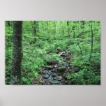 Strom, der durch Forrest Schlucht läuft Posterdruck