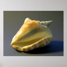Strombus inermis Seashell Plakatdruck