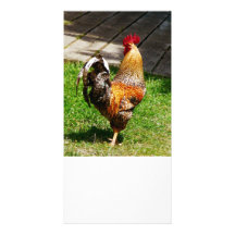 Strutting Hahn Photo Karten Vorlage