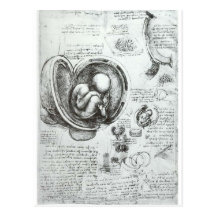 Studien der Embryos Postkarten