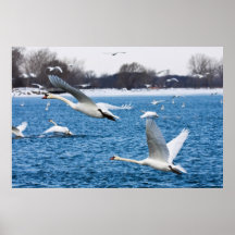 Stumme Schwäne, die Flug nehmen Plakat