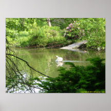 Stummer Schwan (Cygnus Olor) durch Steg Poster