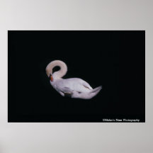 Stummer Schwan-Foto-Plakat