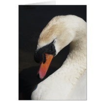 Stummer Schwan-Gruß-Karte