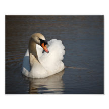 Stummer Schwan Kunstfoto