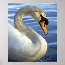 Stummer Schwan Plakatdruck