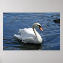 Stummer Schwan-Prämien-Leinwand Posterdruck