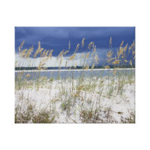 Stürmisches Seaoats Gespannter Galerie Druck