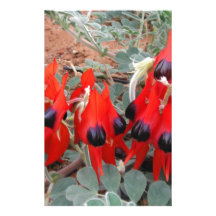sturt desert pea customized stationery