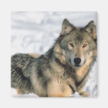 Stützender Wolf Kühlschrankmagnete