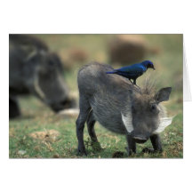 Südafrika, Pilanesburg GR, Warthog Karte