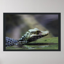 Südamerikanischer Caiman Posterdrucke