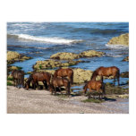 SüdDartmoor Ponys, die Strand genießen poster