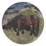 SüdDevon Dartmoor ponr Grazeing nahe Strand teller