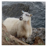 SüdDevon-Küste Shep auf dem Felsen-Schauen fliesen