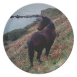 SüdDevon-Küstenlinie Dartmoor Pony-Schauen teller