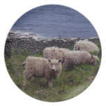 SüdDevon-Küstenlinien-lange Wolle-Schafe Grazeing teller
