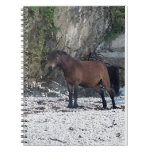 SüdDevon-Strand Dartmoor Pony nahe Felsen notizbücher