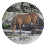 SüdDevon-Strand Dartmoor Pony-Schnüffelnfelsen teller