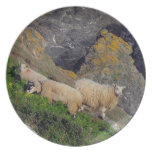 Südschafe Grazeing Devon-Küsten-drei auf Felsen teller
