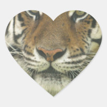 Sumatran Tiger Aufkleber