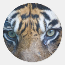 Sumatran Tiger Runde Sticker