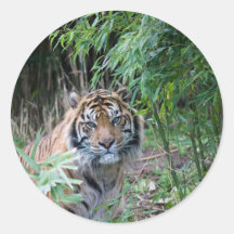 Sumatran Tiger Runder Aufkleber